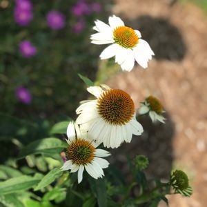 Meet your Posher, Sydney